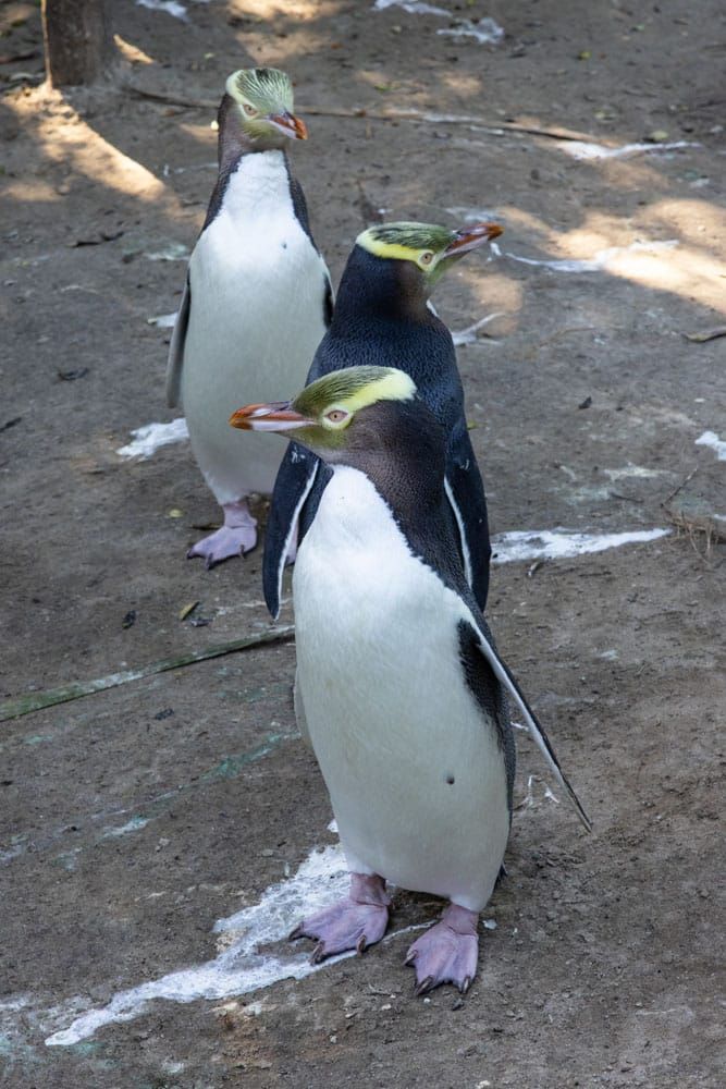 Yellow Eyed Penguins | Otago Peninsula