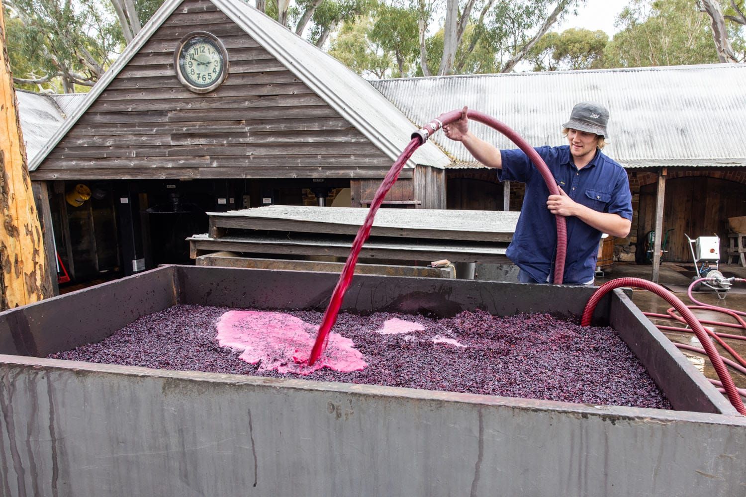 Barossa Wine Harvest | wineries in Barossa Valley