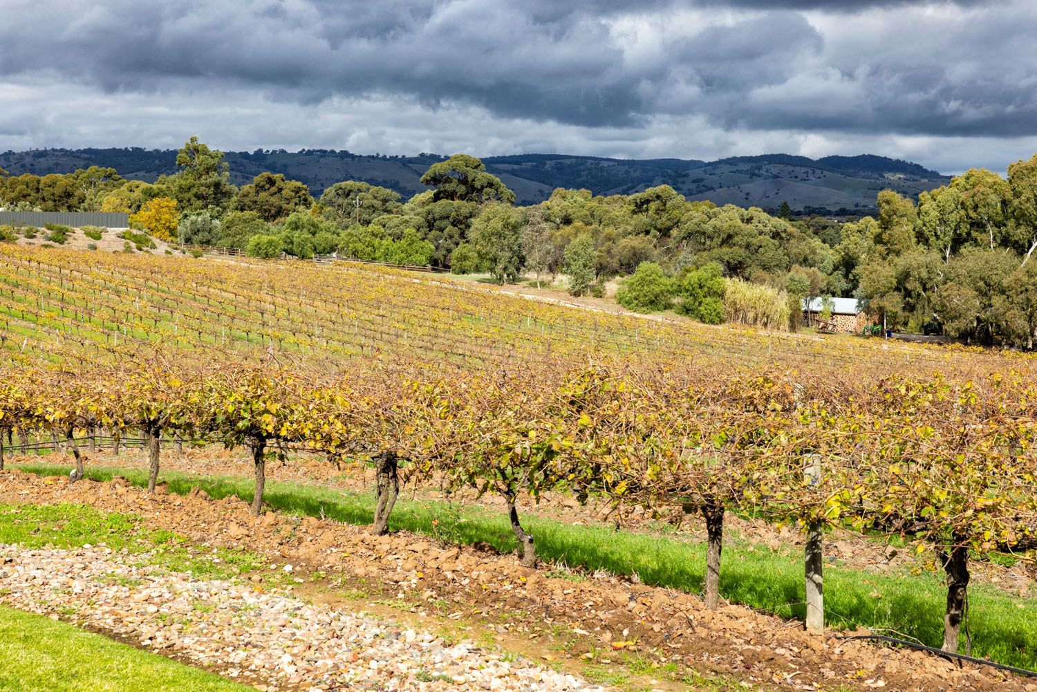 Best Wineries in Barossa Valley