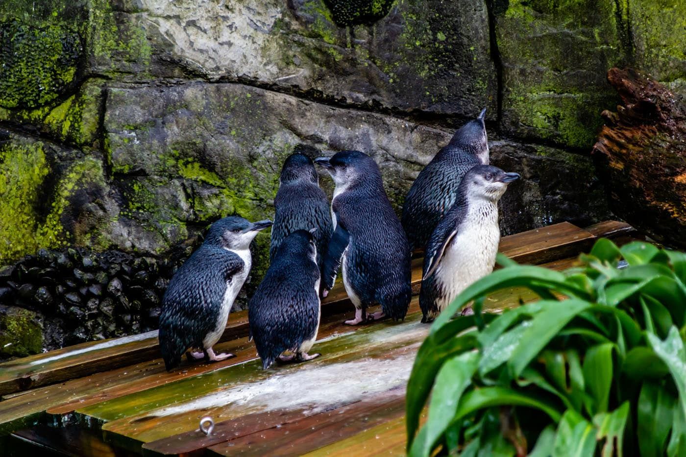 Little Blue Penguins