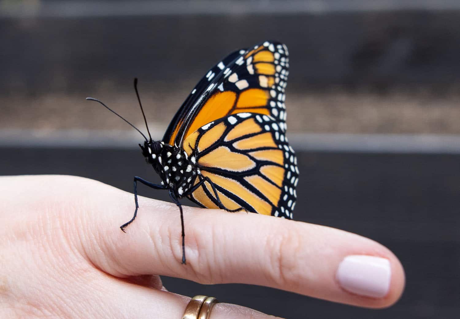 Monarch Butterfly