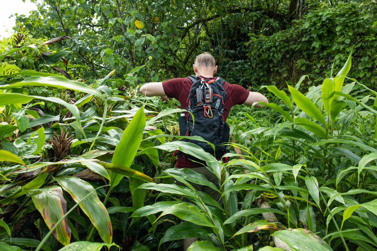 Overgrown Trail