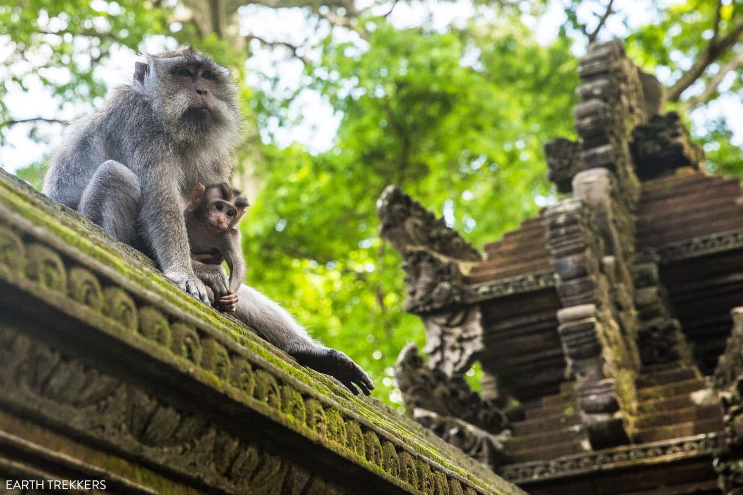 Sacred Monkey Forest Sanctuary Ubud | 7 Day Bali Itinerary