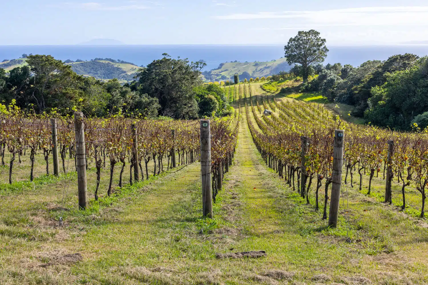 Stony Batter Historic Reserve Walk | Things to Do on Waiheke Island