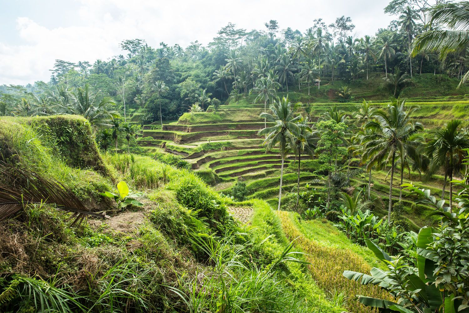 Tegallalang Rice Terraces