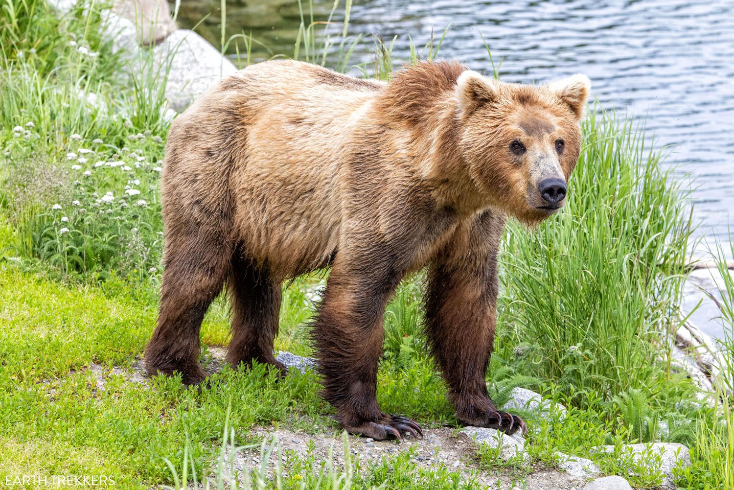 Alaskan Brown Bear