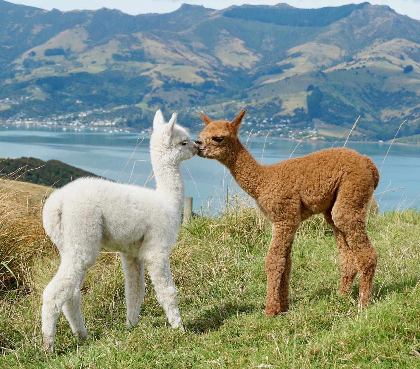 Alpacas Akaroa