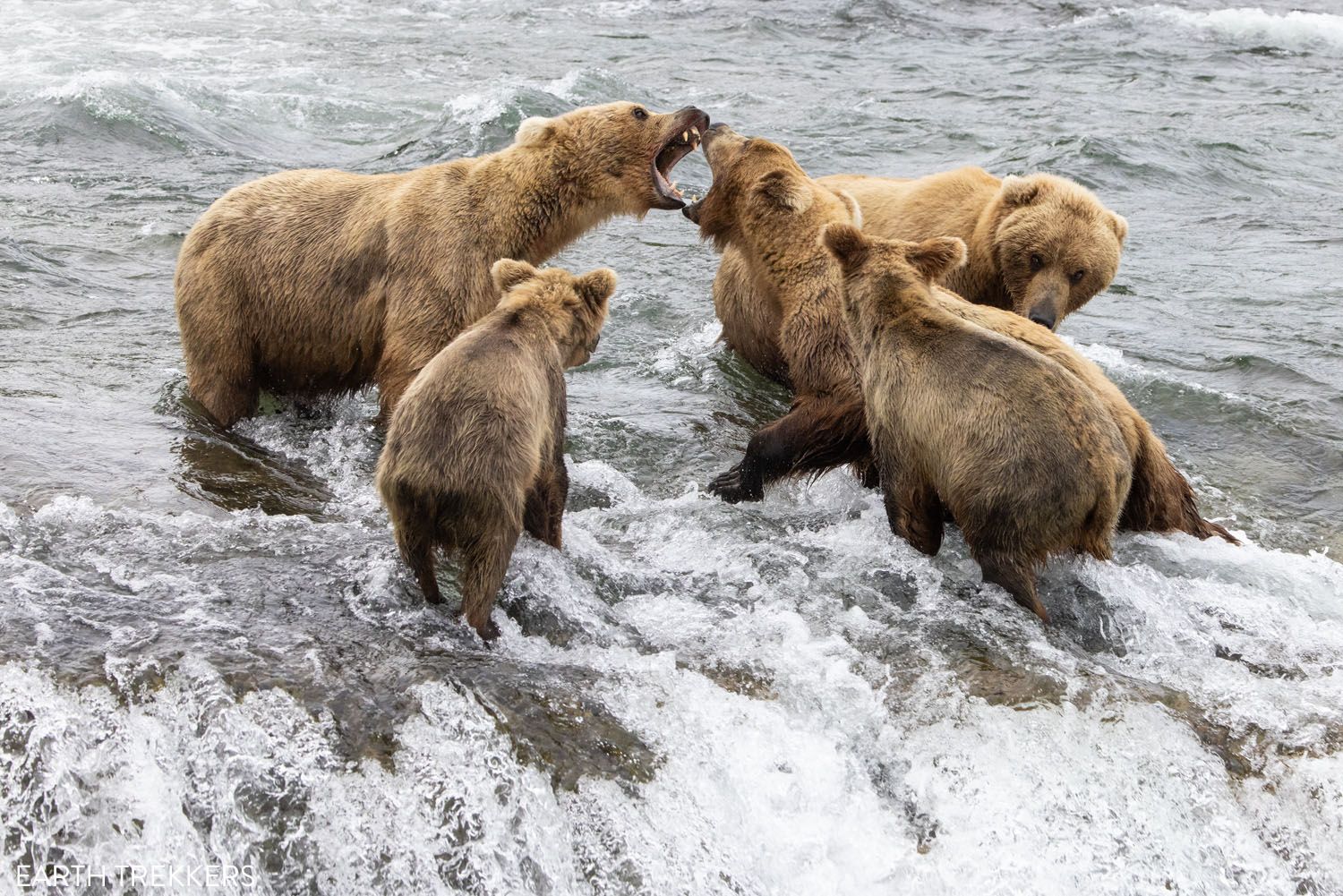 Bear Fight