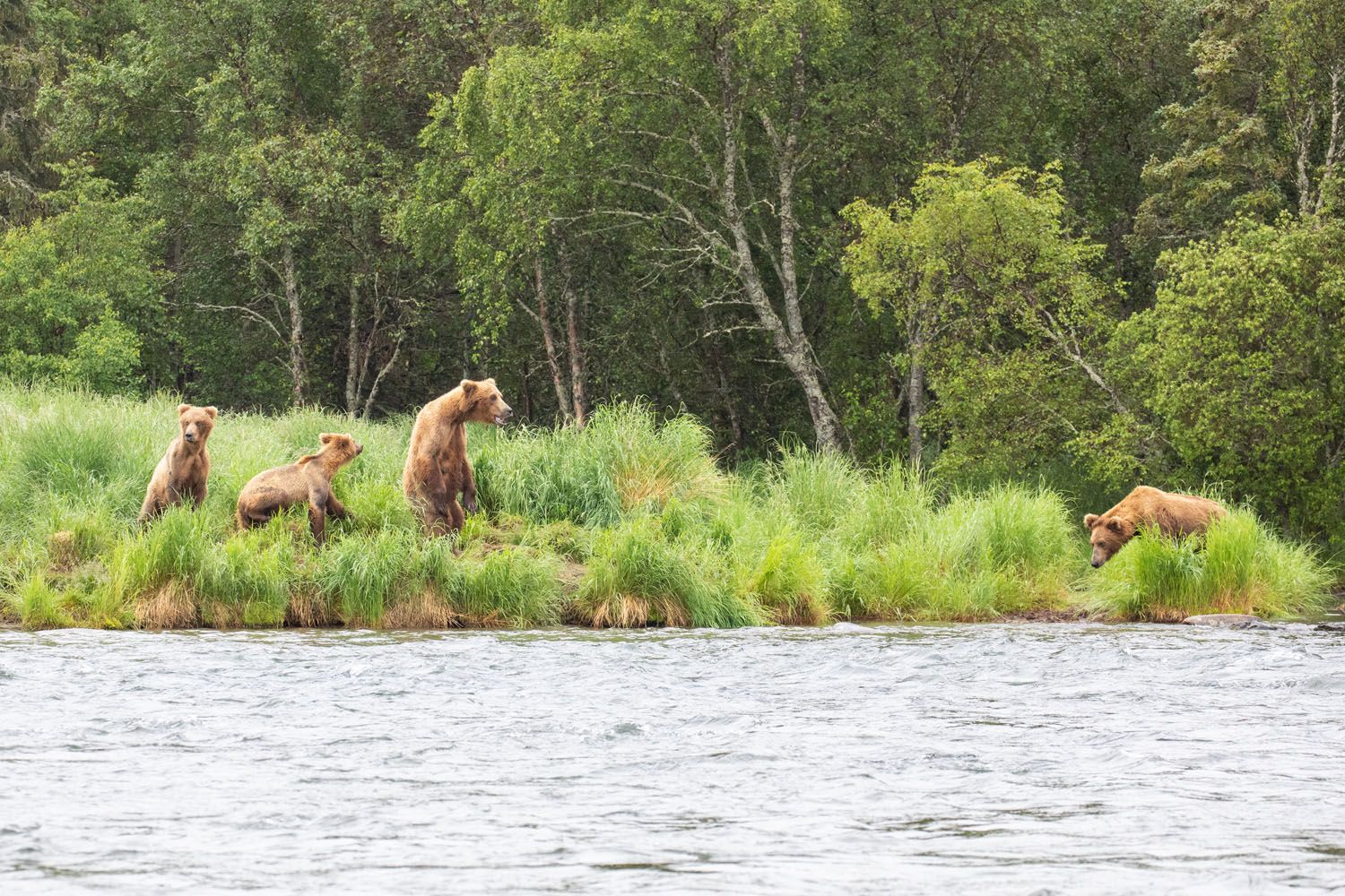 Bears Katmai National Park