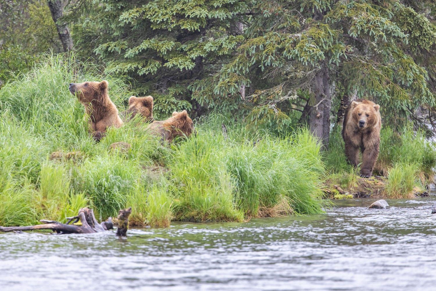 Brooks River Bears