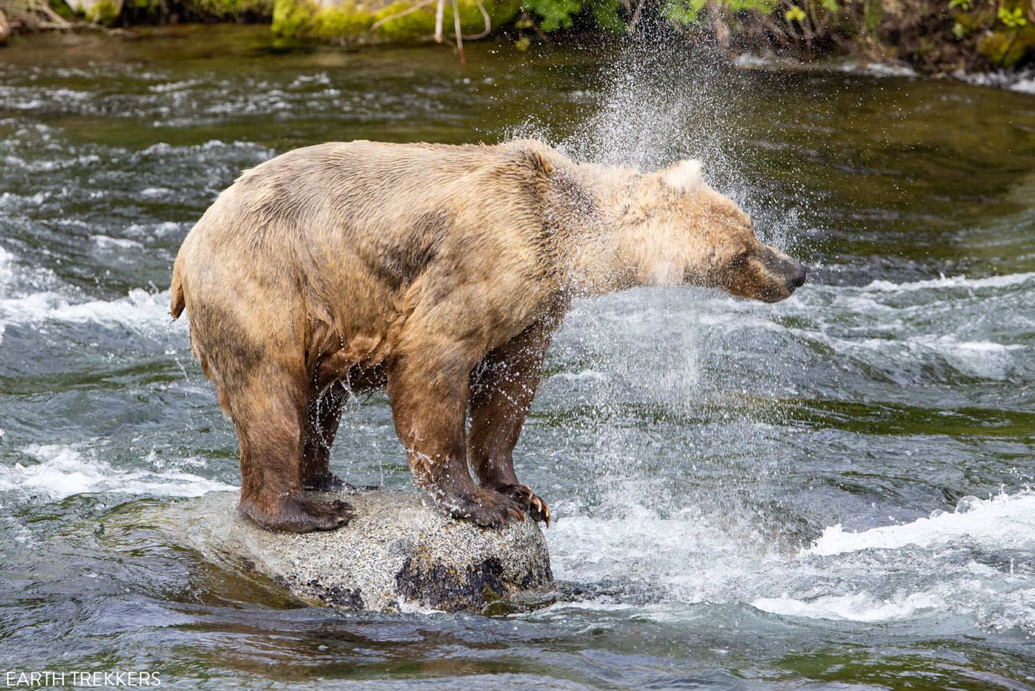 Brown Bear Brooks Falls Katmai Photo