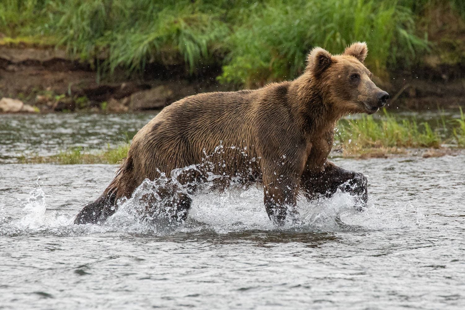 Brown Bear Katmai National Park