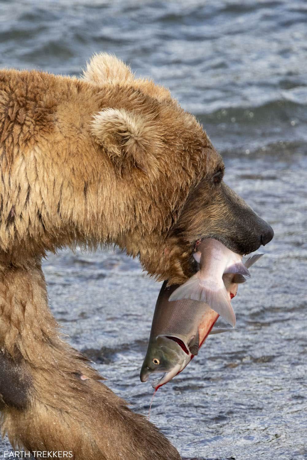 Brown Bear Sockeye Salmon