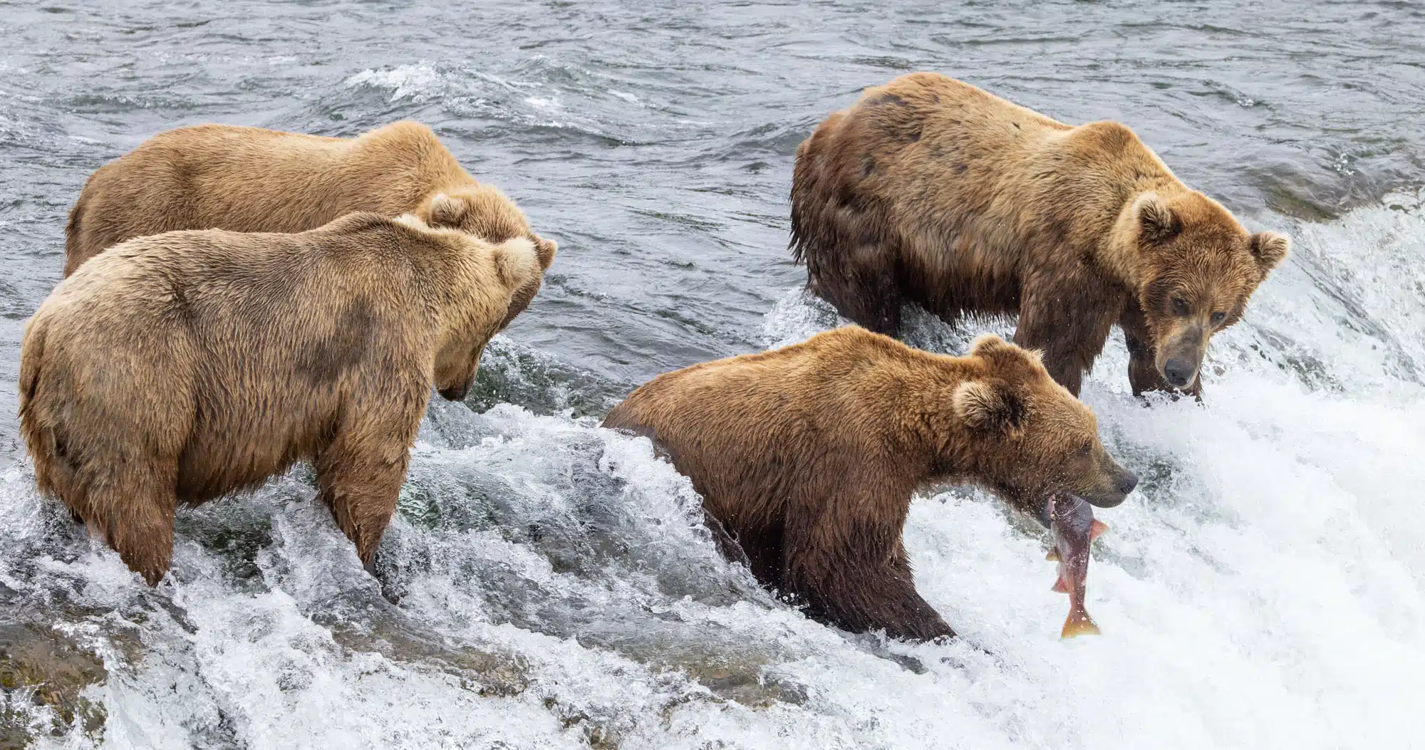 Featured image for “Complete Guide to Brooks Falls Trail & Viewing Platforms | Katmai National Park”