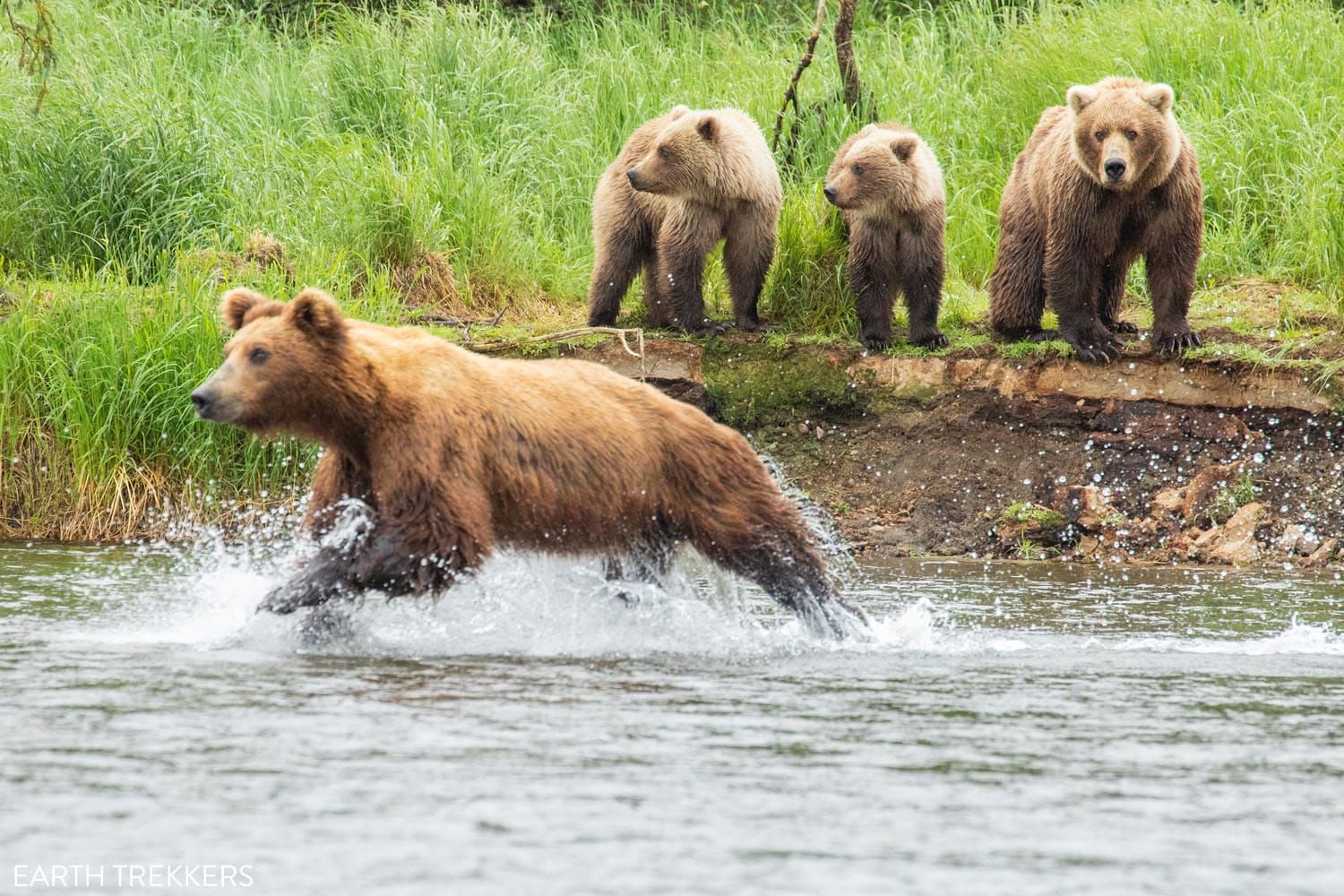 Brown Bears Katmai