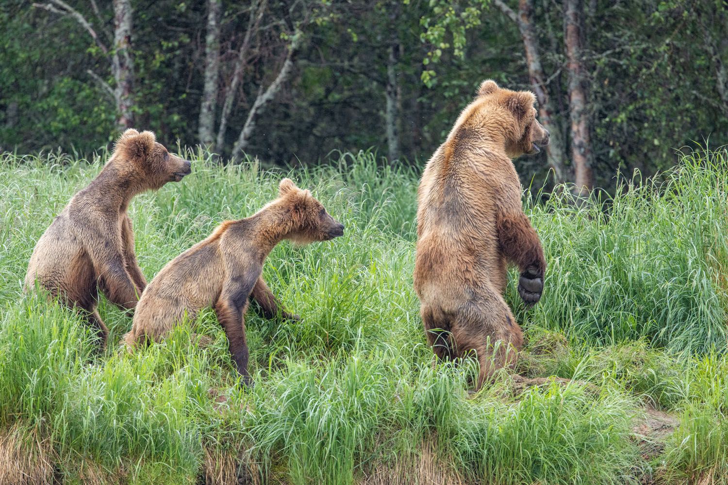 Brown Bears