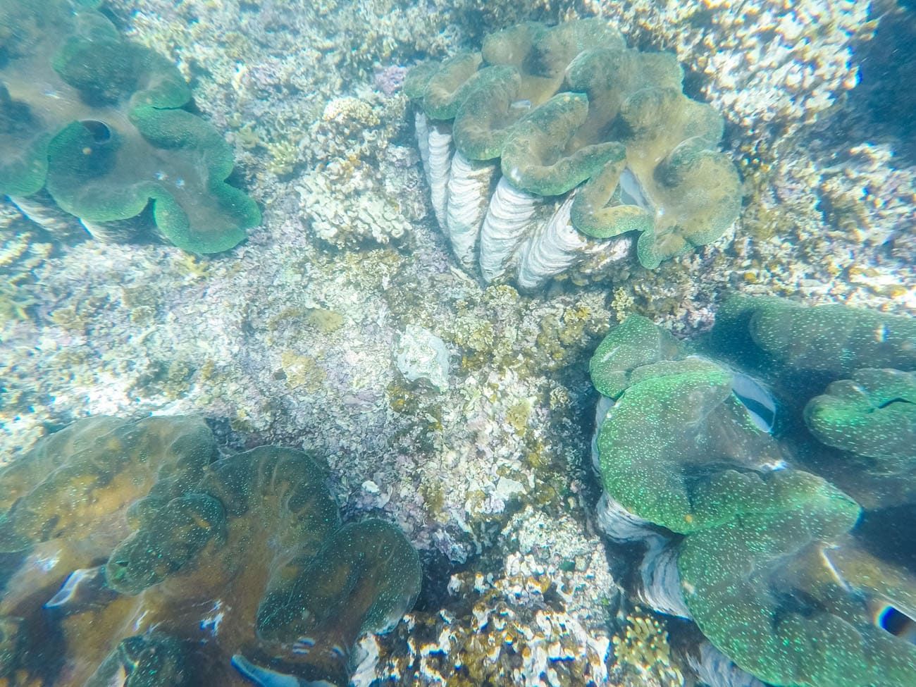 Giant Clams