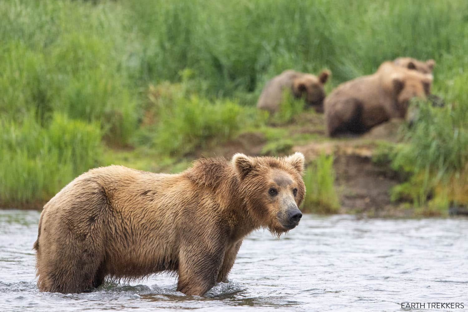 Katmai National Park