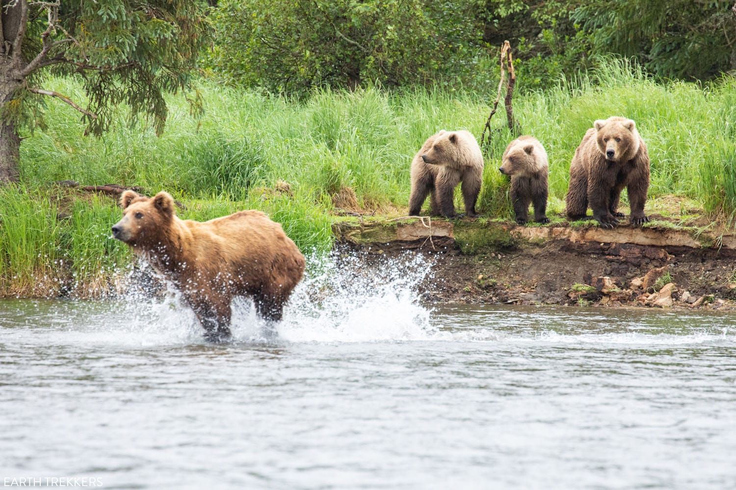 Katmai National Park Alaska