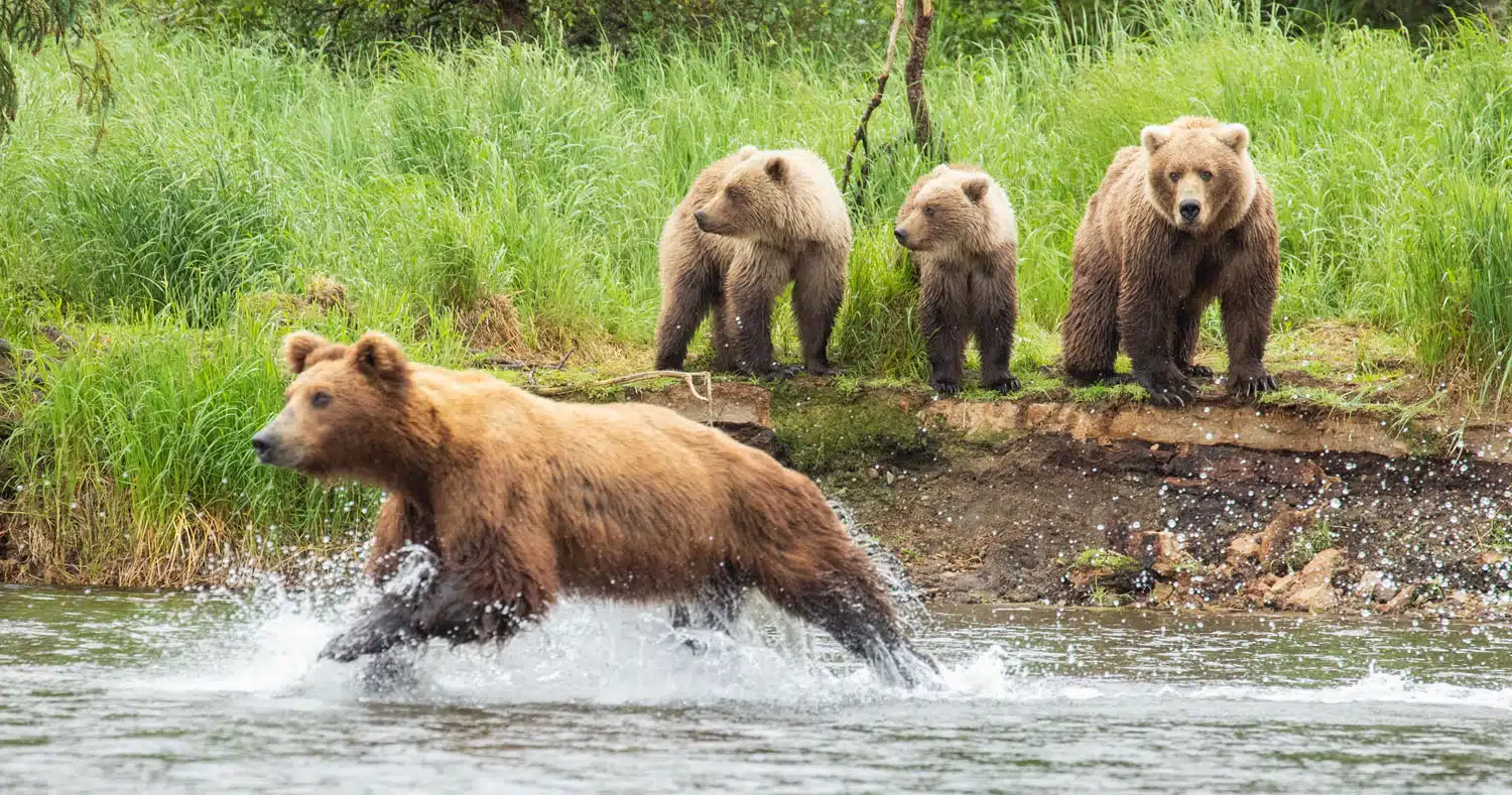 Featured image for “Brooks Falls Photography Tour | Katmai National Park”