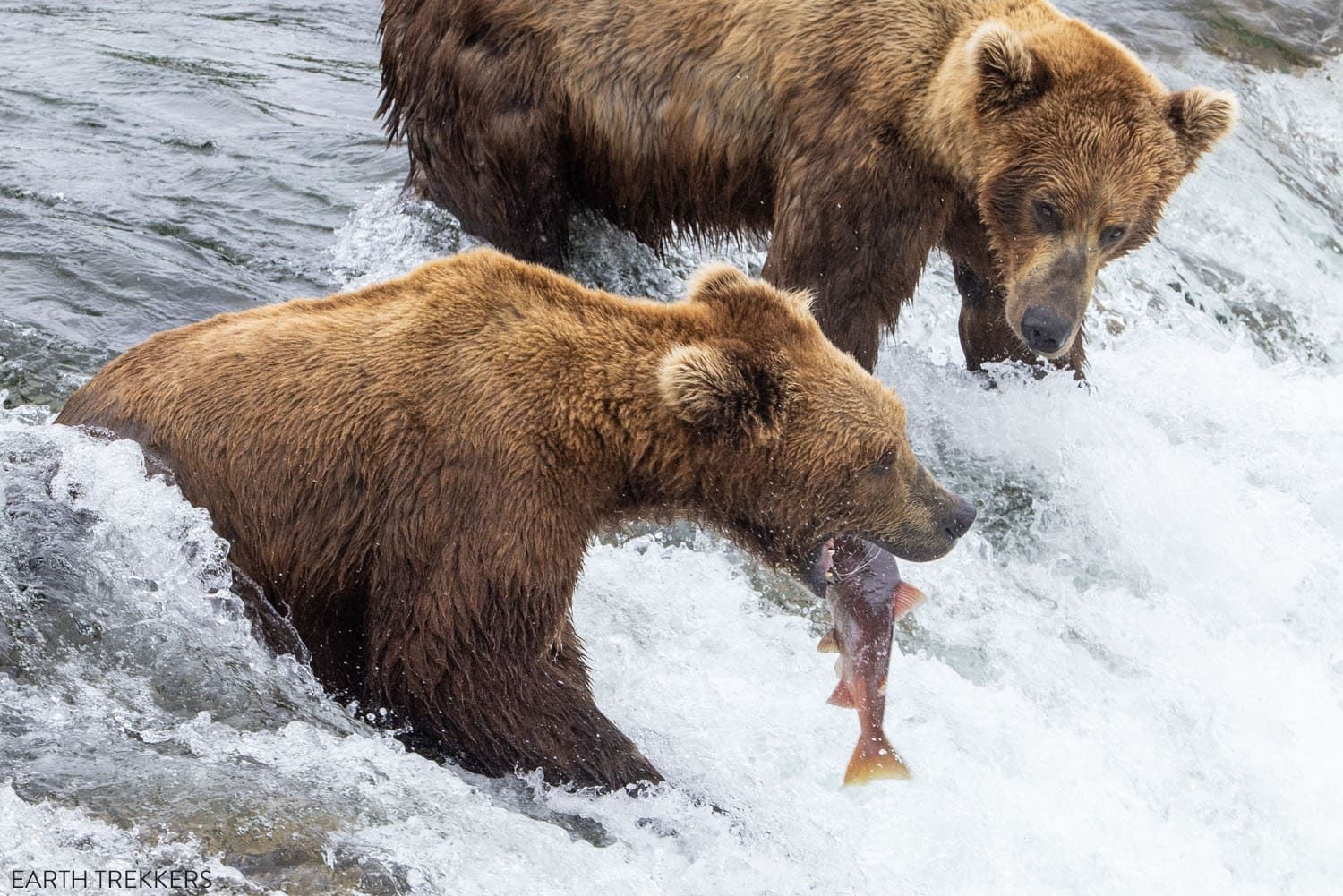 Katmai National Park in July