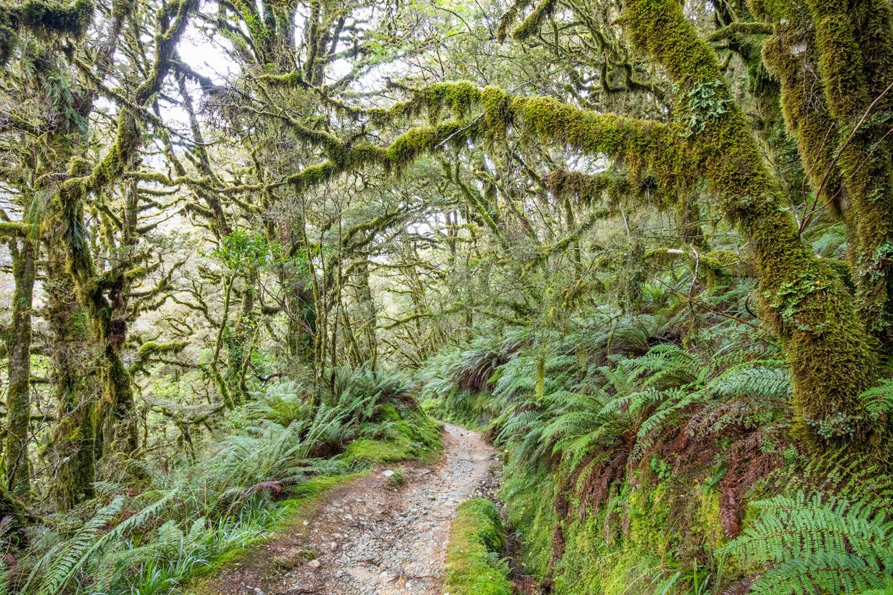 More Mossy Trees