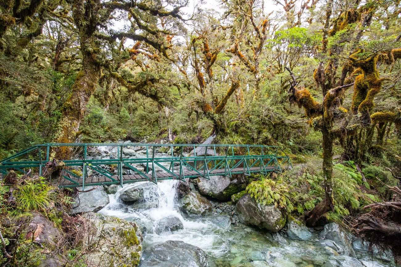 Routeburn Track Bridge and Trees