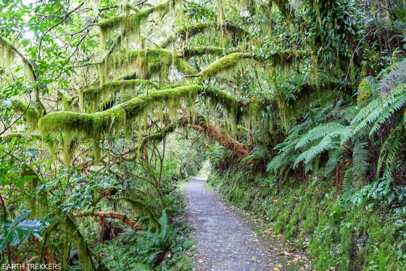 Routeburn Track Mossy Trail