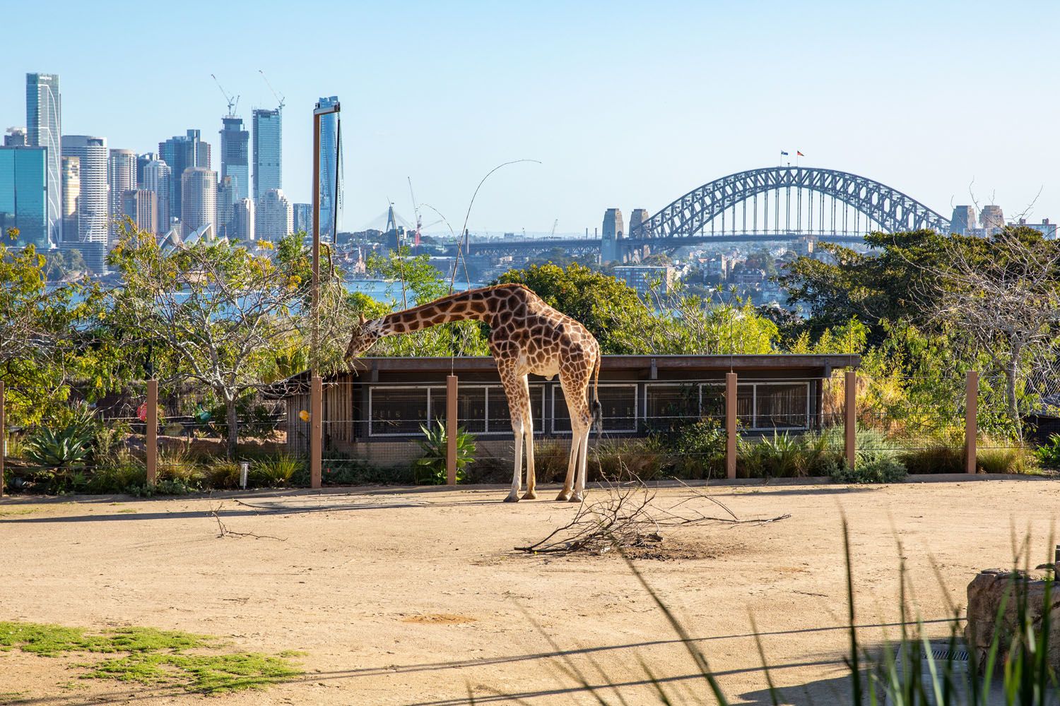 Taronga Zoo | 2 Days in Sydney Itinerary