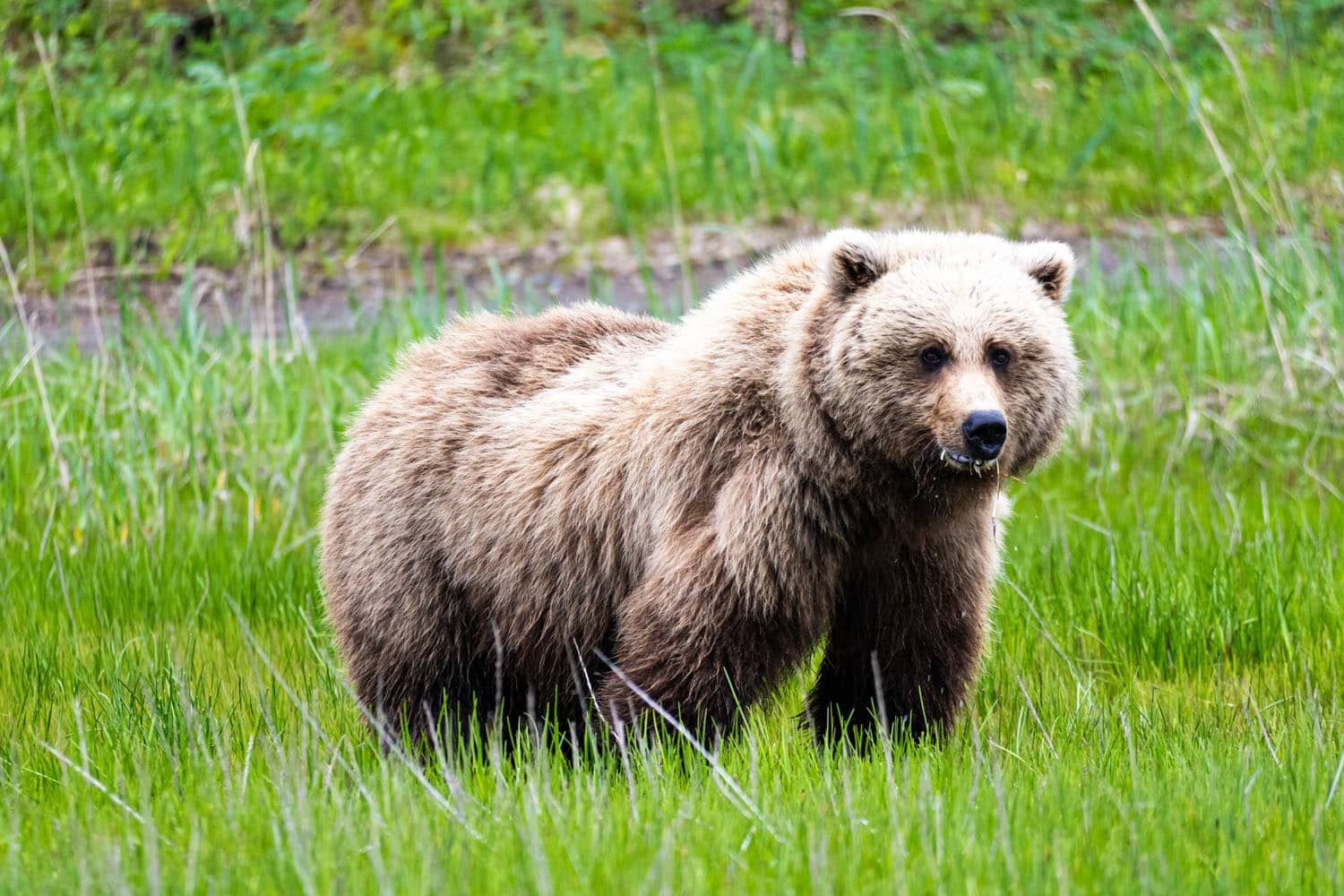 Brown Bear Lake Clark National Park