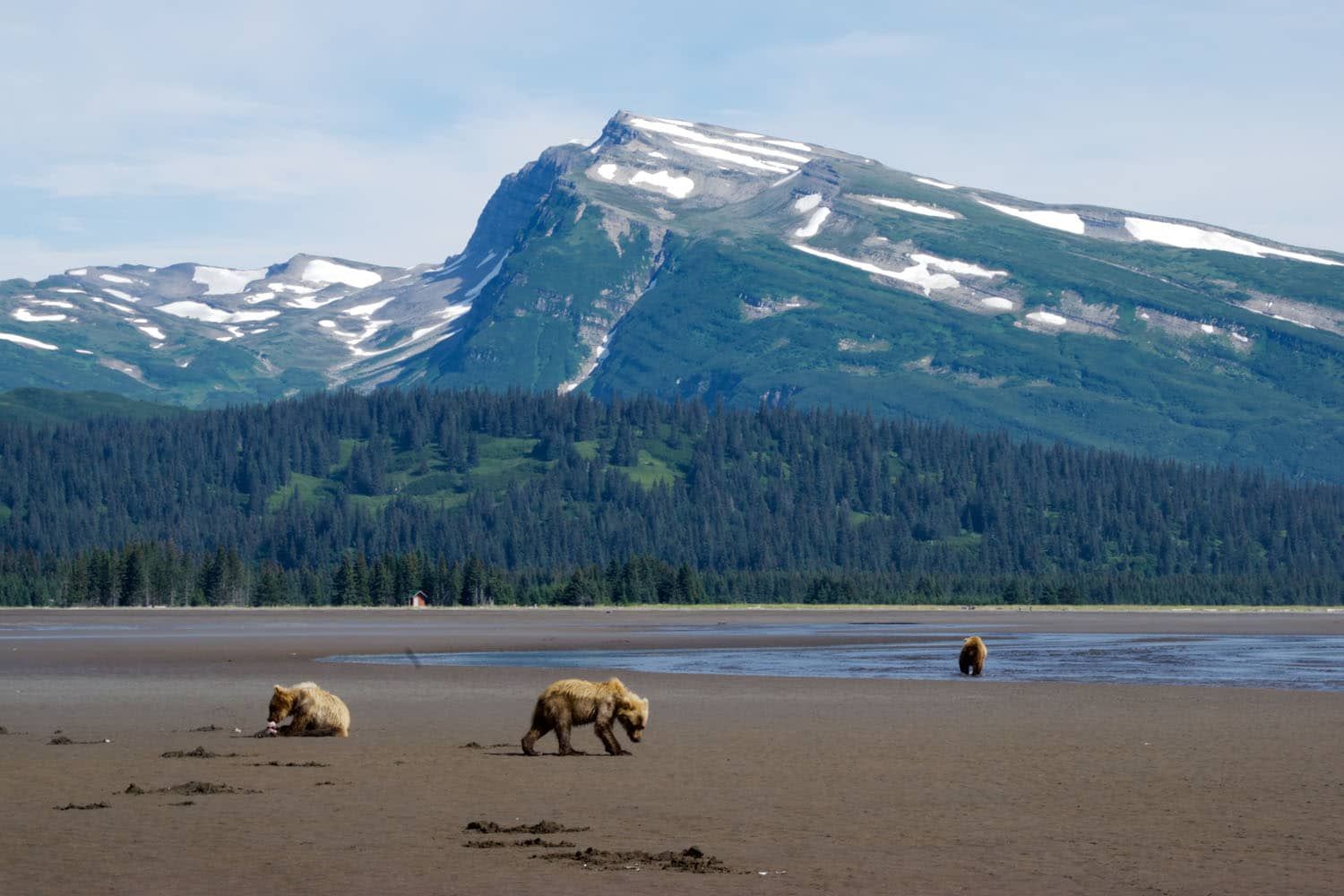 Brown Bears Lake Clark | Best Things to do in Lake Clark