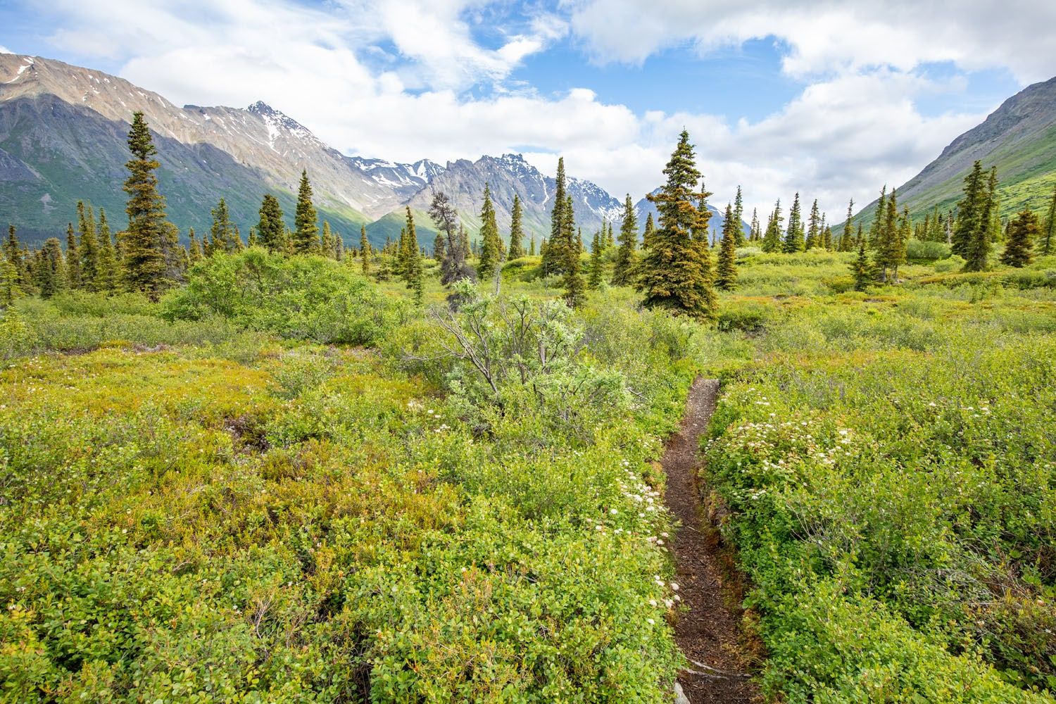 Black Bears - Lake Clark National Park & Preserve (U.S. National Park  Service)