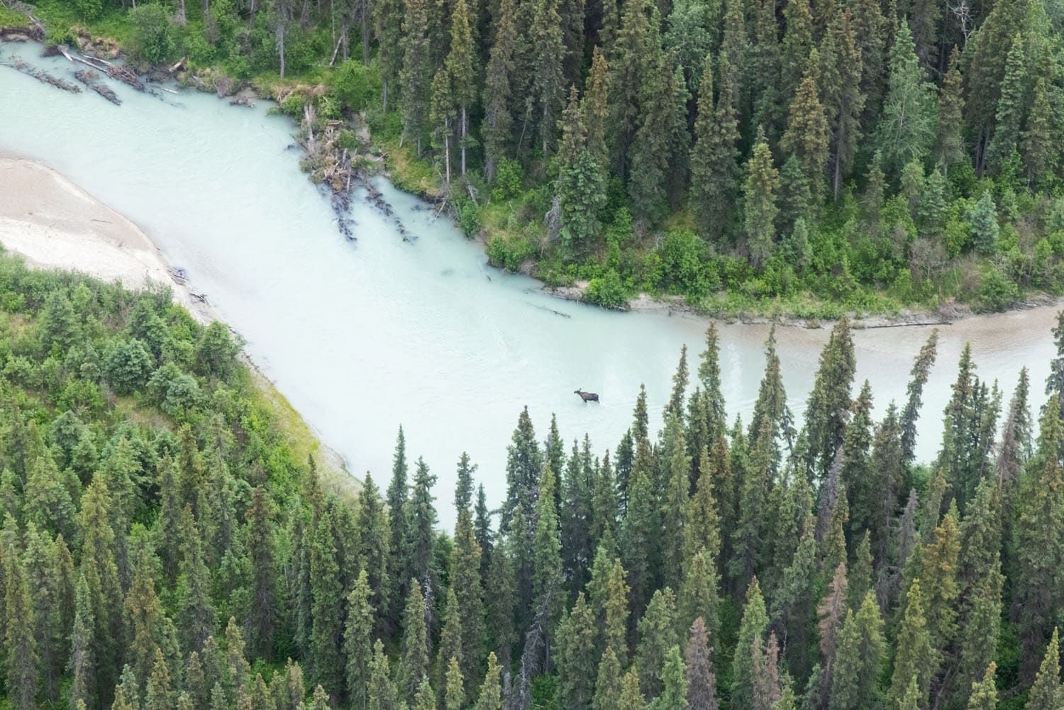 Moose in the River