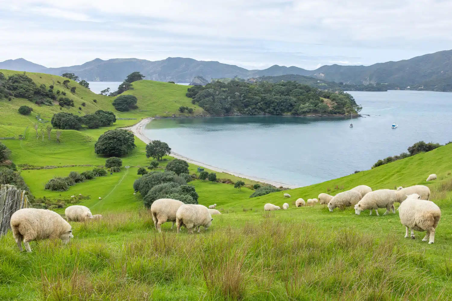 Urupukapuka Island Sheep