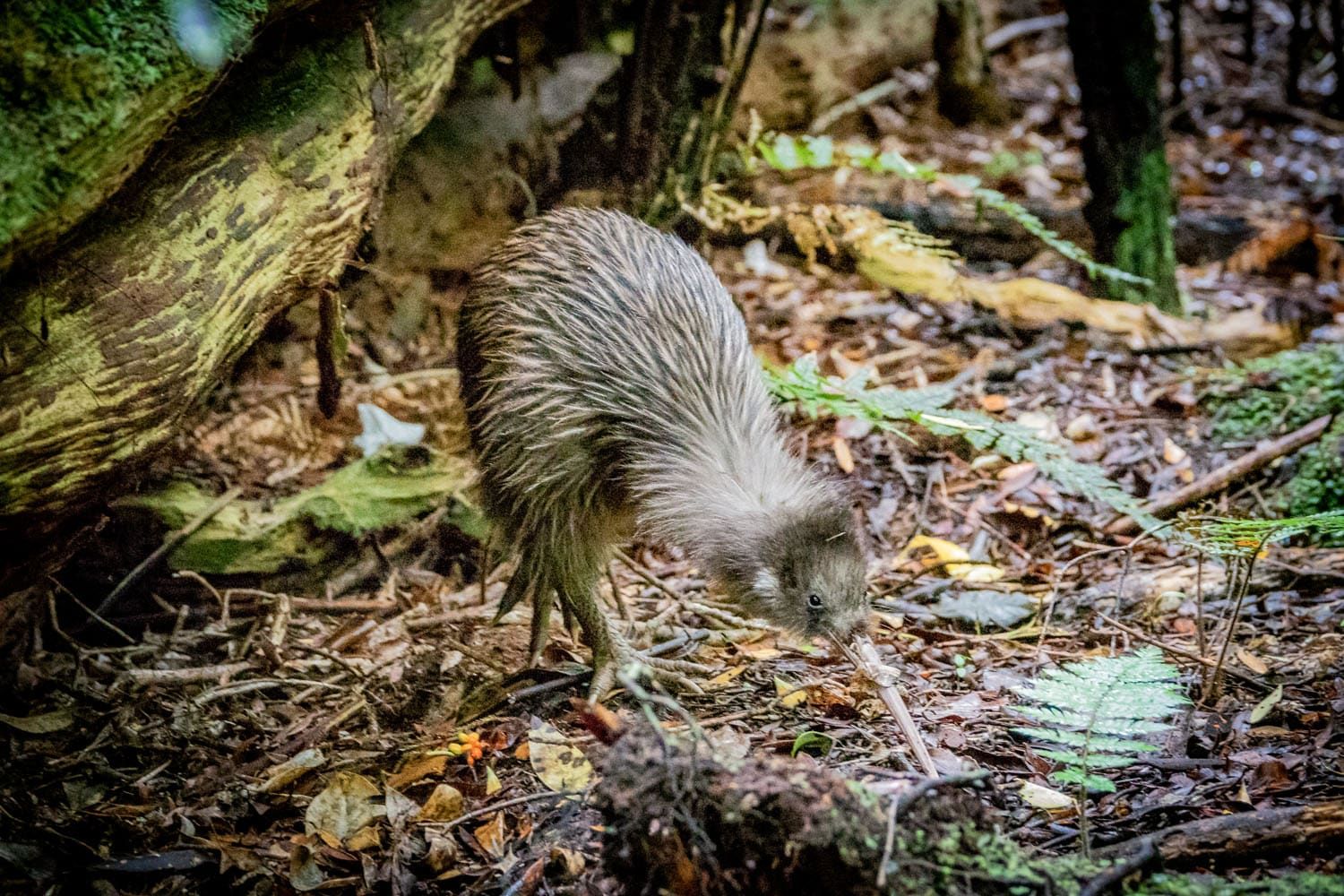 Kiwi