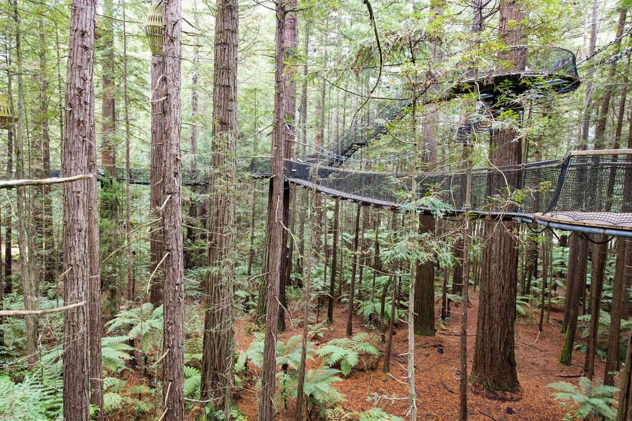 Redwoods Treewalk New Zealand | New Zealand North Island Itinerary