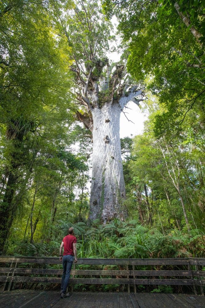 Tane Mahuta | New Zealand North Island Itinerary