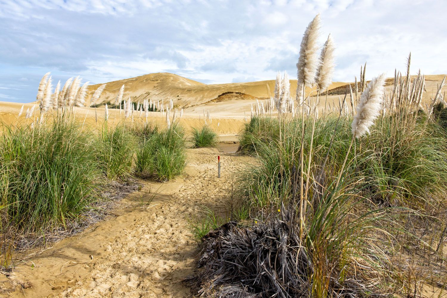 Te Paki Giant Sand Dunes | New Zealand North Island Itinerary