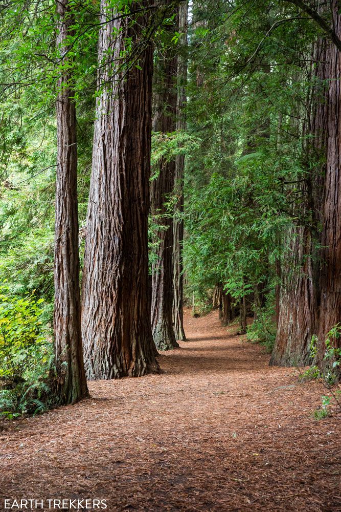 Whakarewarewa Forest