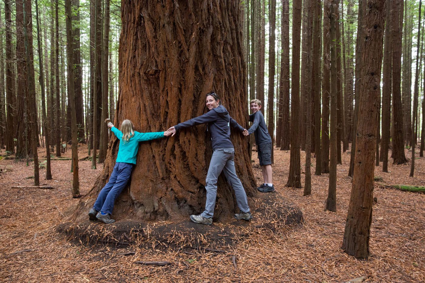 Whakarewarewa Redwood Forest