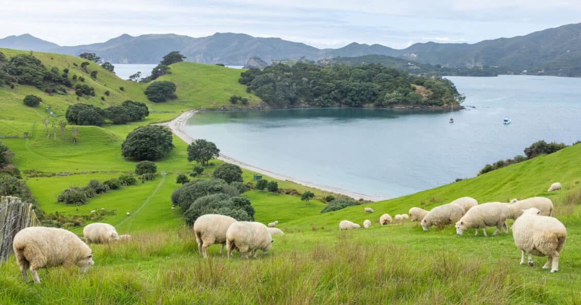 Bay of Islands from Paihia