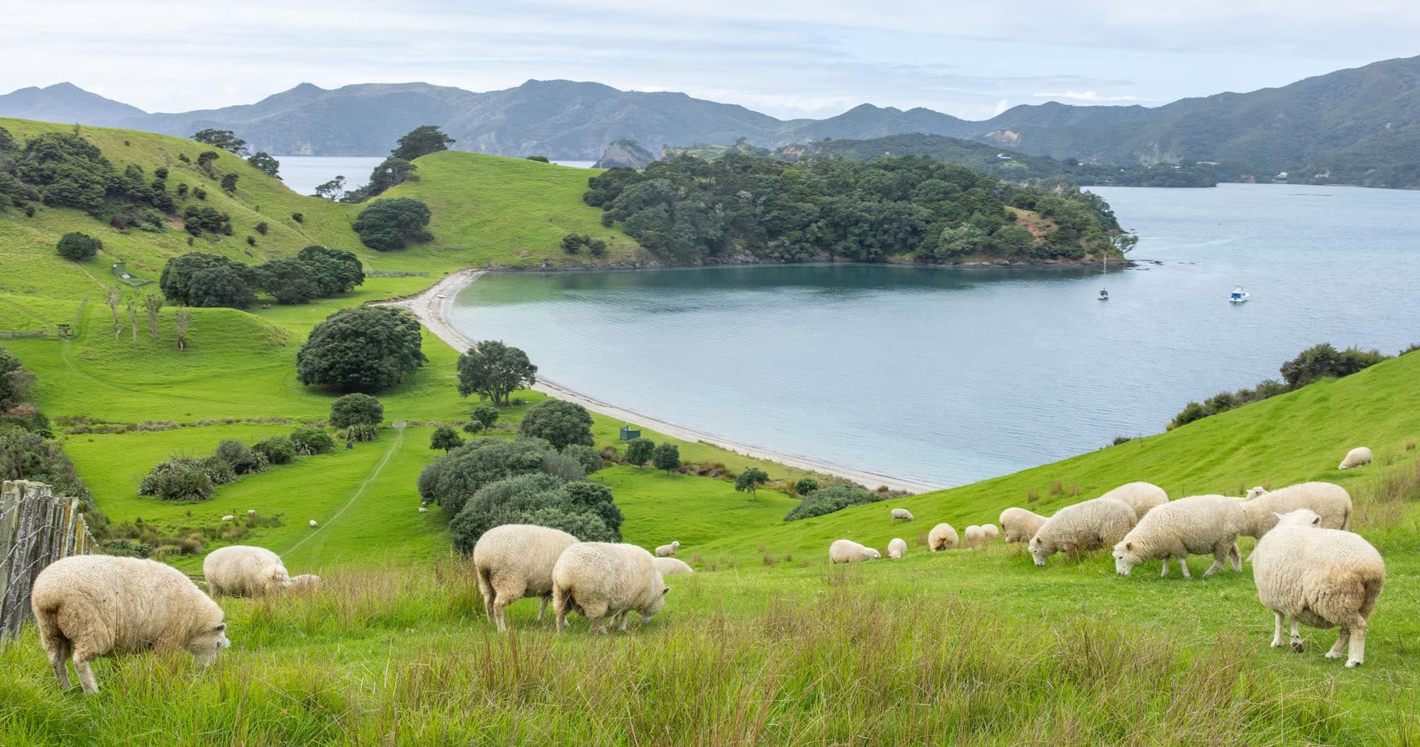 Bay of Islands from Paihia