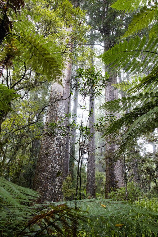 Manginangina Kauri Walk Paihia