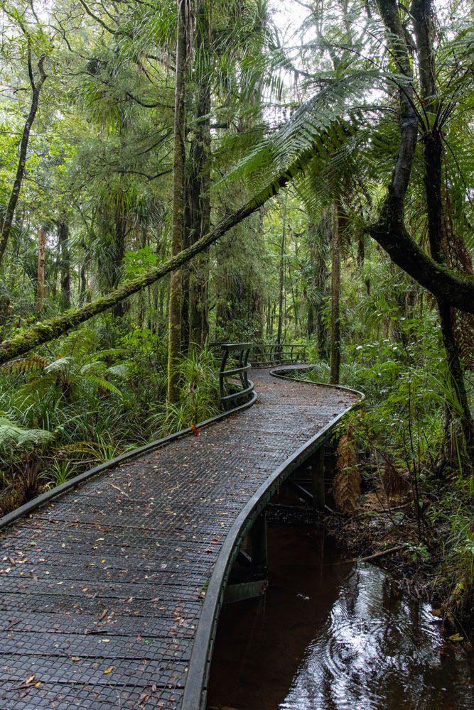 Manginangina Kauri Walk