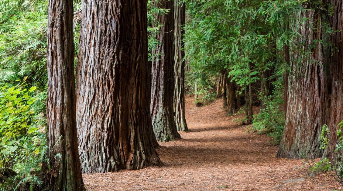 Things to Do in Rotorua