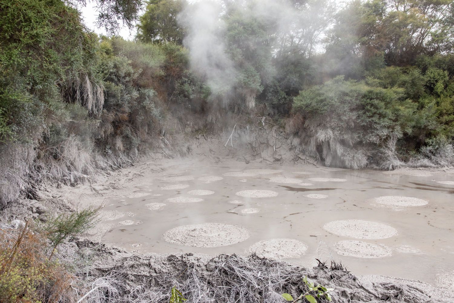 Wai-O-Tapu Thermal Wonderland Mud Pool | Best Things to do in Rotorua