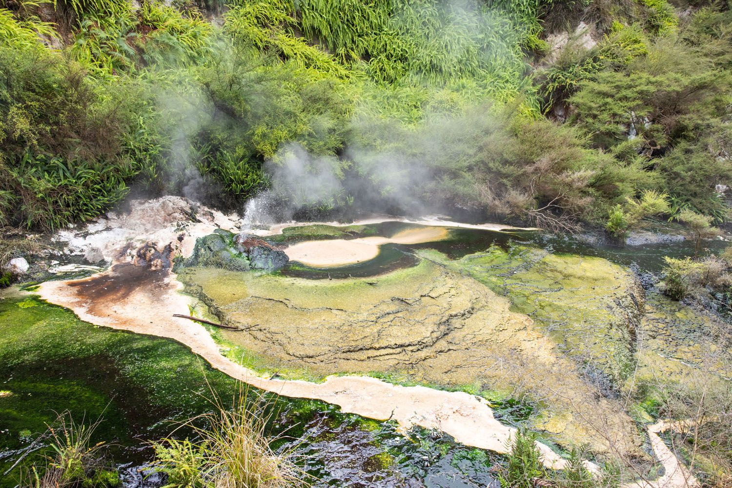Waimangu Volcanic Valley Thermal Pool