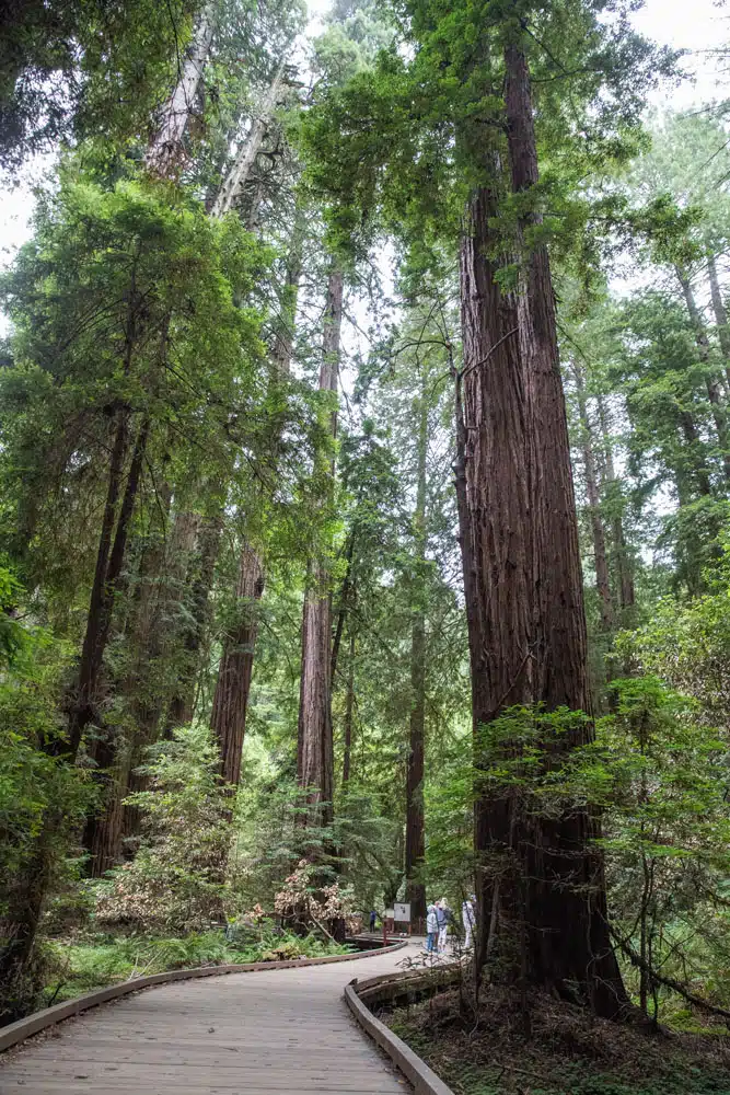 Muir Woods