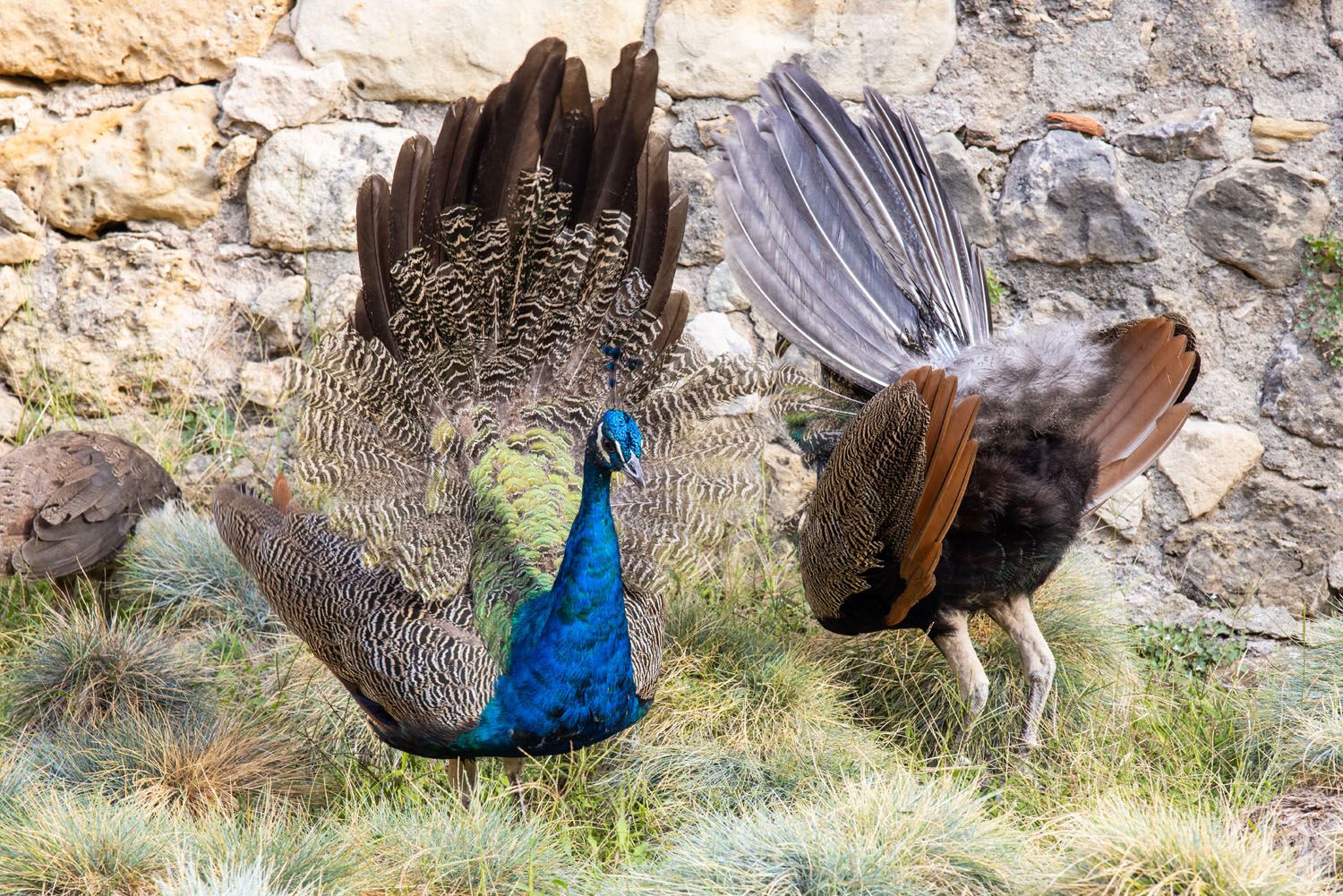 Castelo de Sao Jorge Peacocks