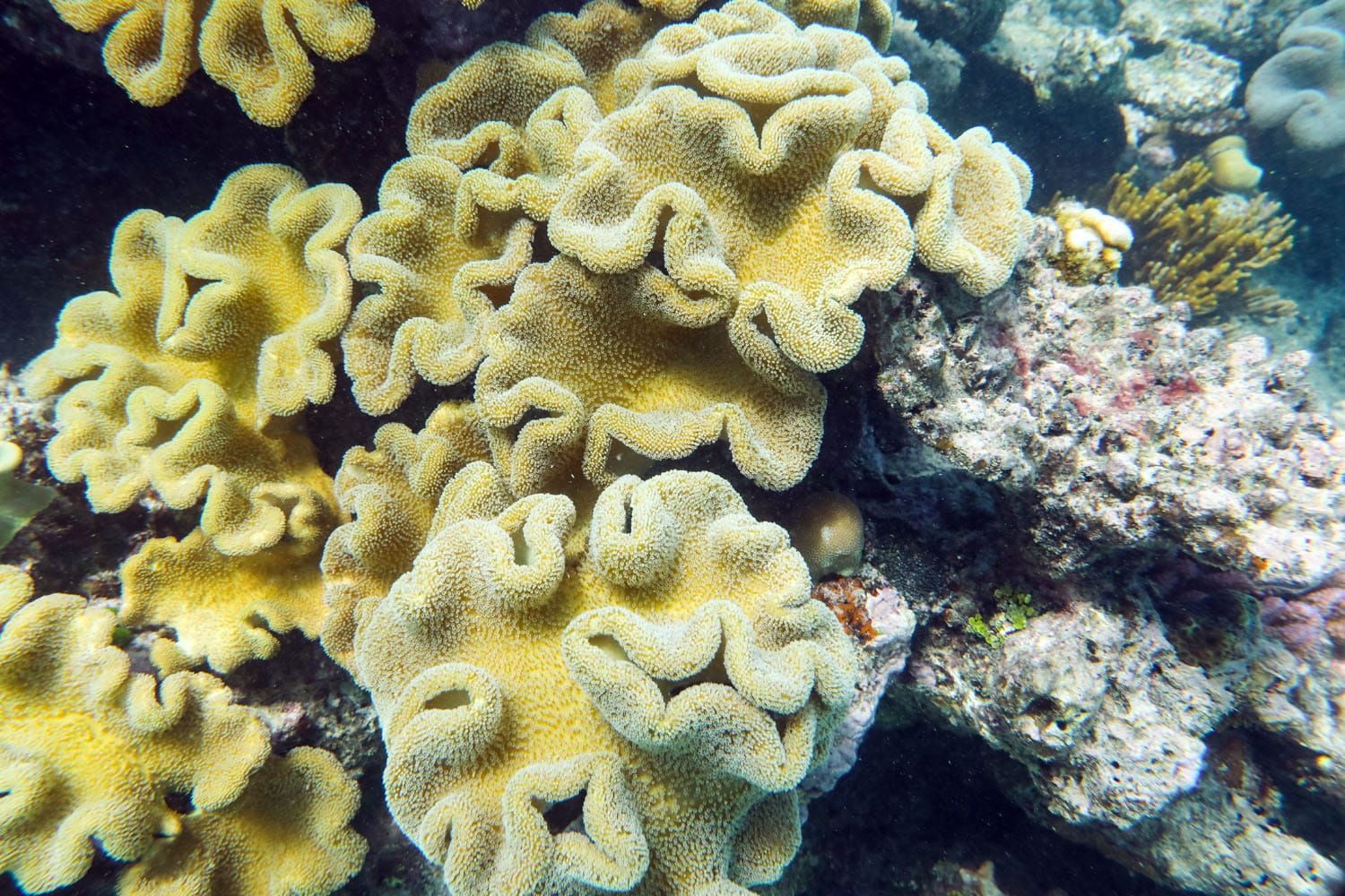 Great Barrier Reef | Liveaboard tours of the Great Barrier Reef